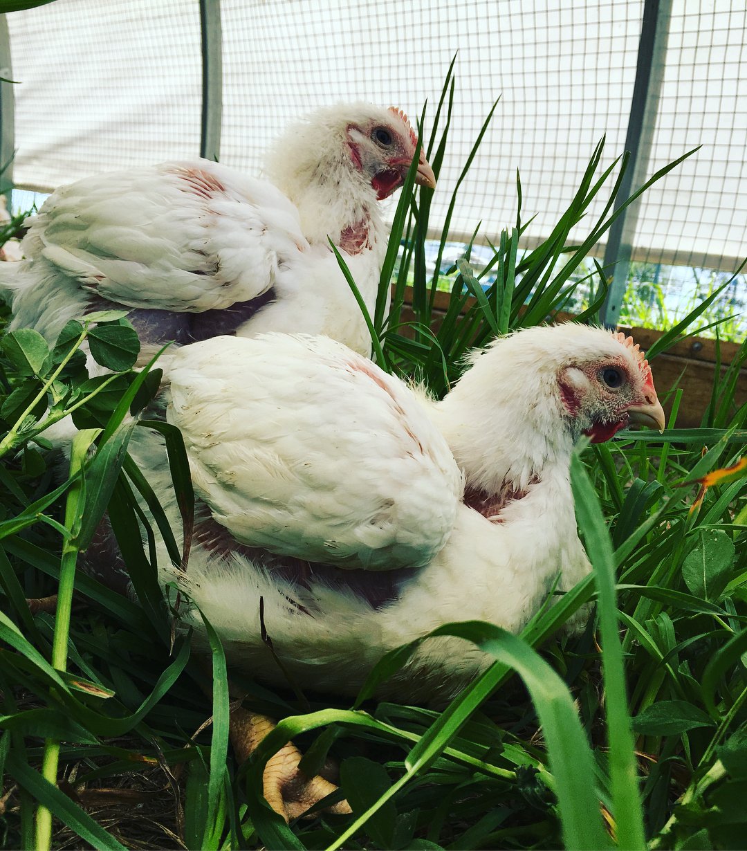 Farm Happenings for June 28, 2018 Chicken Share