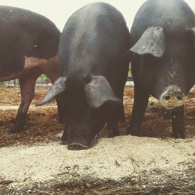 Cooper's CSA Farm -Farm Happenings for June 27 Pork Share