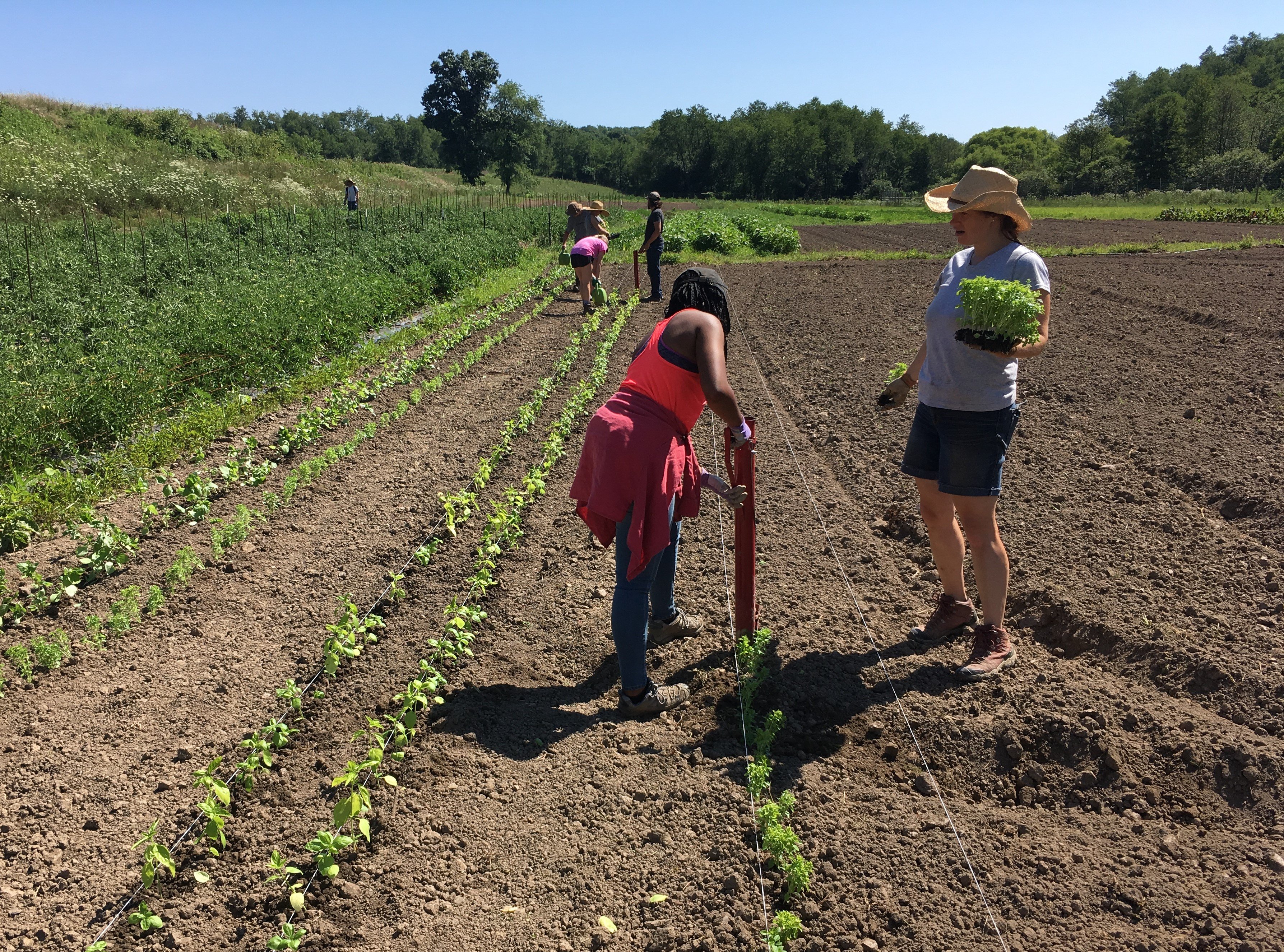 Next Happening: Rivendale Farms CSA Newsletter, Week 7 (July 24)