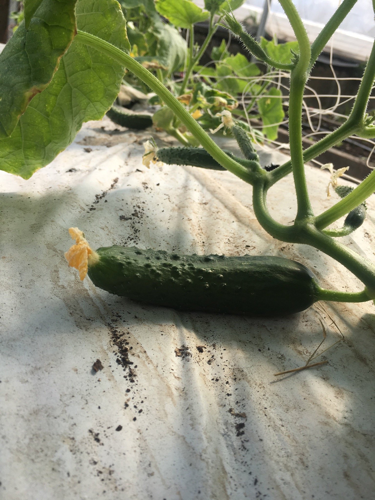 Next Happening: The Battle For The Cucumbers