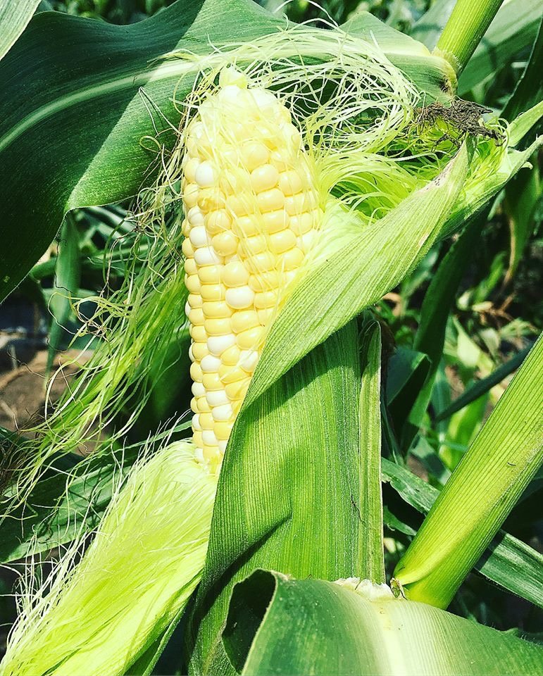 Week 8 July 31- Aug 5 Farm Happenings - The Farm Box - Sweet Corn!!!