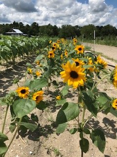 Previous Happening: Farm Happenings for August 15-18, 2018