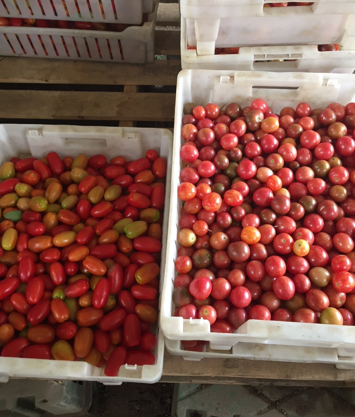 Week 11 Aug 21-26 Cooper's CSA Farm Happenings -Let The field tomatoes begin!!
