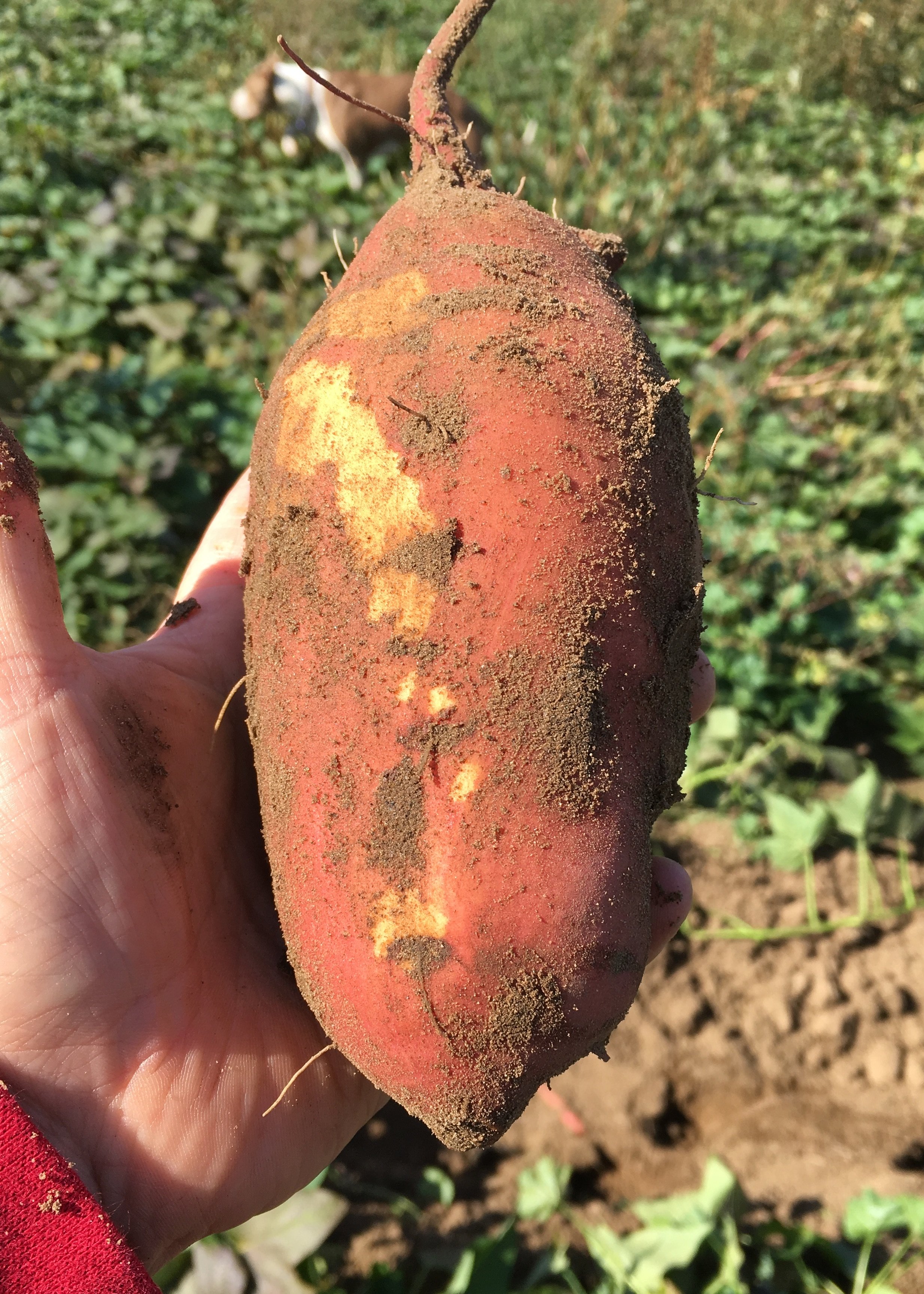 Cooper's CSA Farm Happenings week 17 Sweet Potatoes!!!