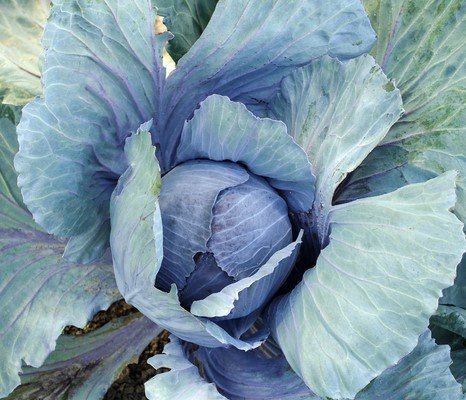 Next Happening: Cooper's CSA Farm Happenings week 19-Veggie Box - Cabbage!