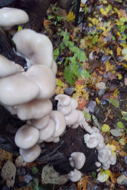 Previous Happening: Mushrooms!