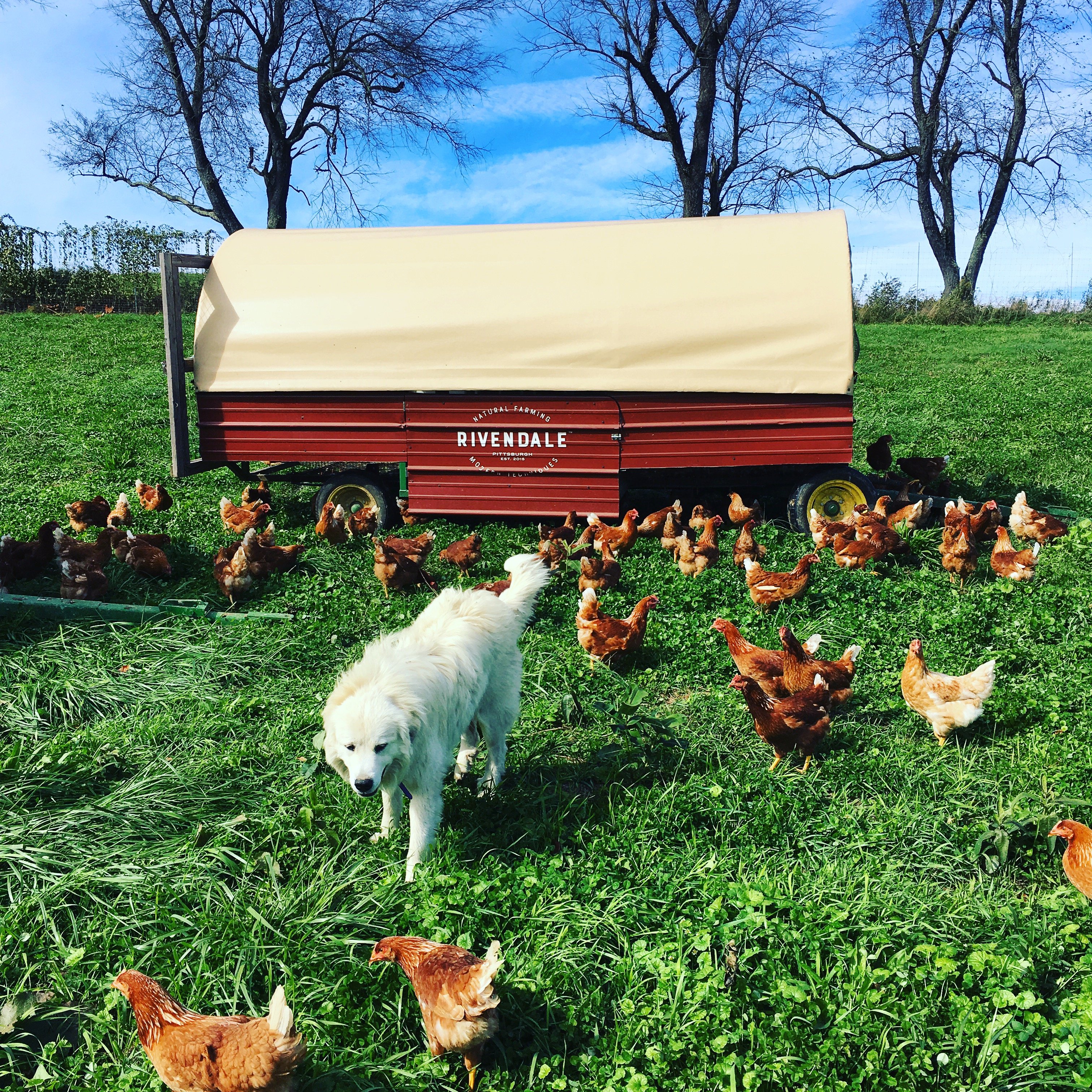 Next Happening: Rivendale Farms CSA Newsletter, Week 22 (Nov 6)