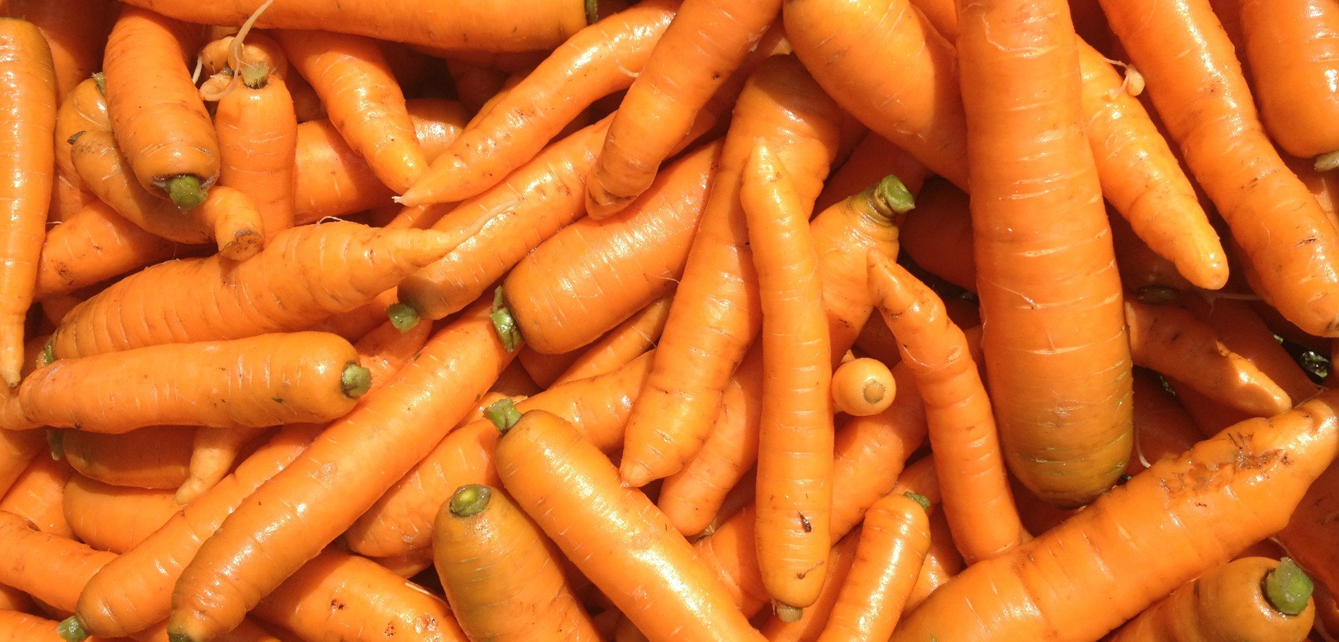Next Happening: Late Season Share #4: Reindeer LOVE our Carrots!