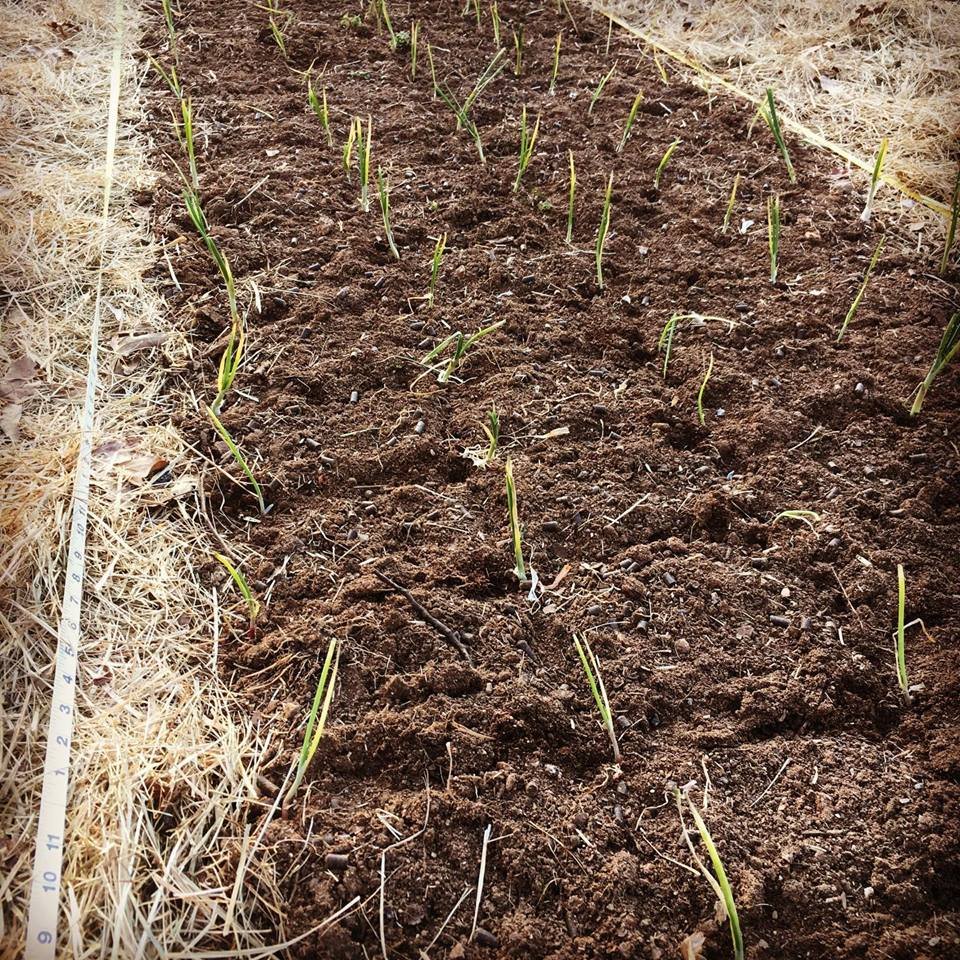 Previous Happening: Planting Onions!
