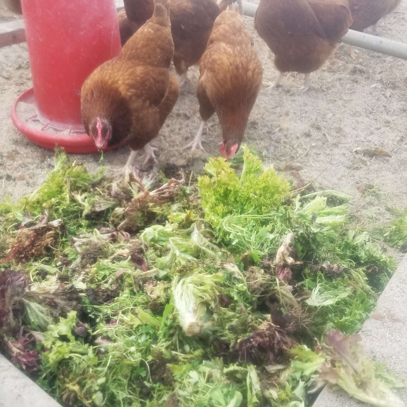 Farm Happenings for March 6, 2019: Week 8 of 10!