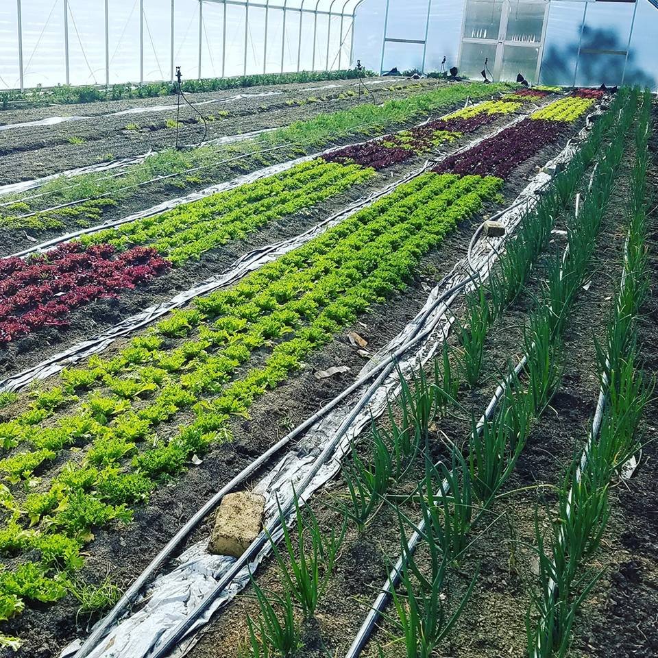 The Farm, the First Week of April