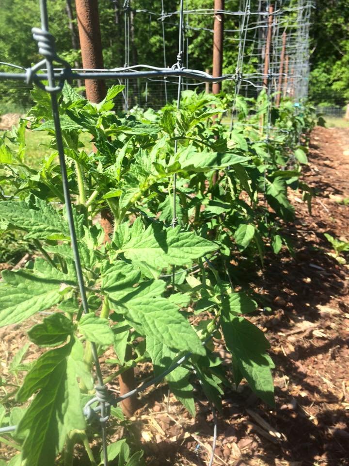 Previous Happening: Learning to Grow Good Tomatoes