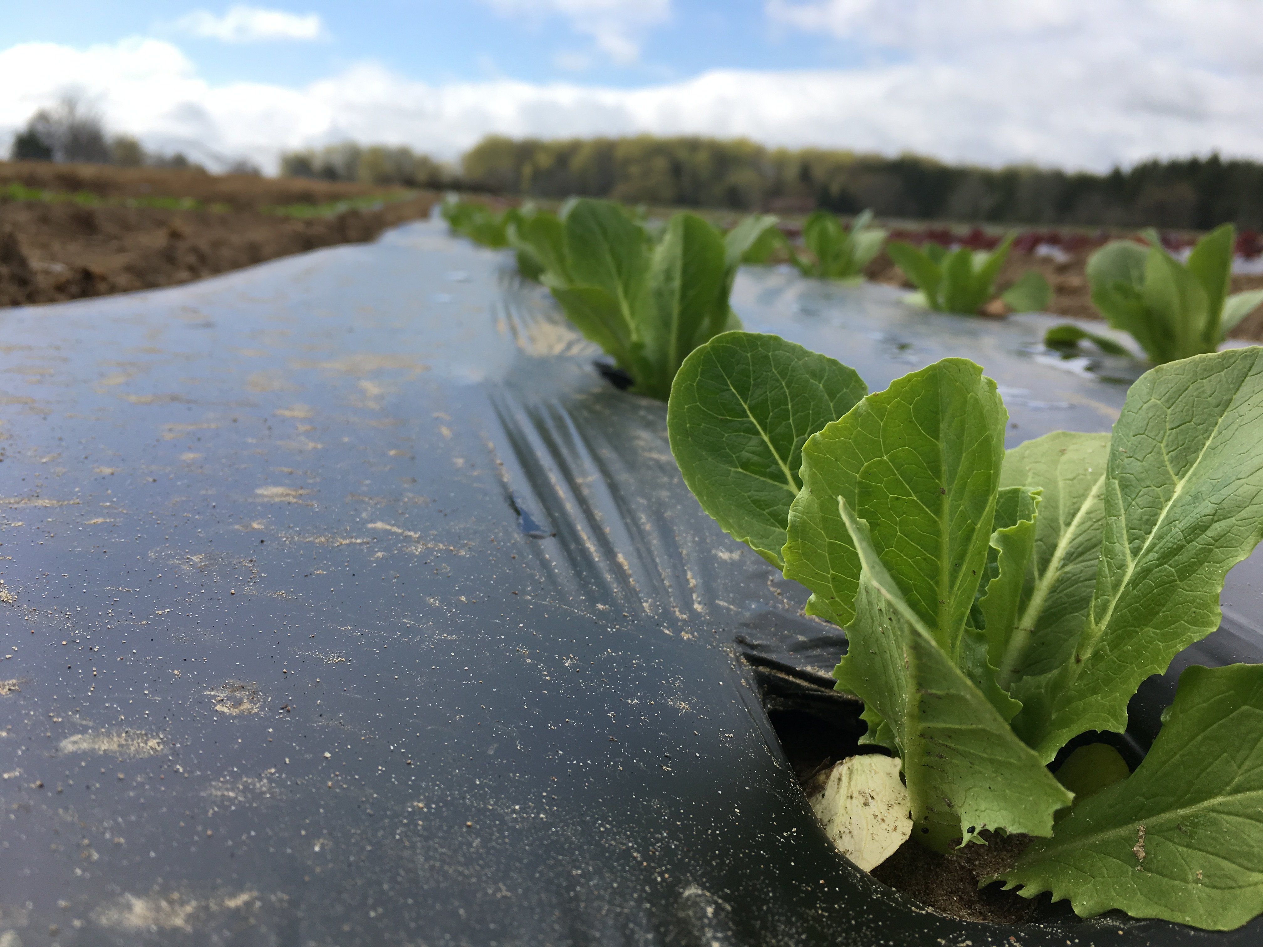 Week 1 of 20; Summer 2019 Vegetable Share-Coopers CSA Farm Happenings