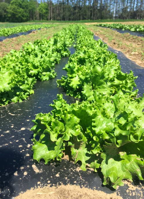Next Happening: Week 2 of 20; Summer 2019 Vegetable Share- Coopers CSA Farm Happenings