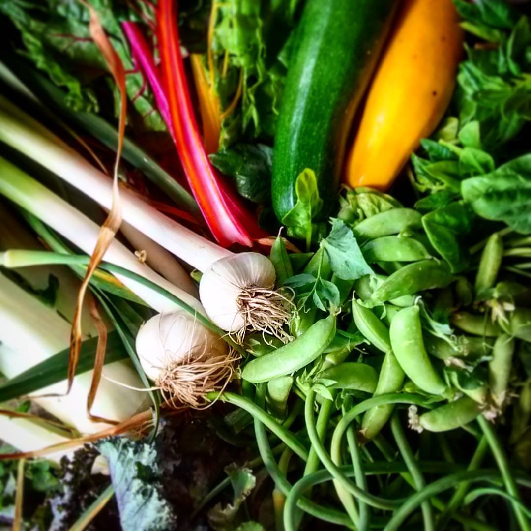 Next Happening: Week 3 of 20; Summer 2019 Veggie Share- Coopers CSA Farm Happening