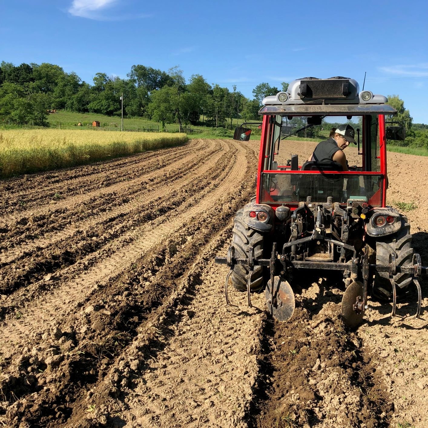 Farm Happenings for June 18, 2019 (week 2)