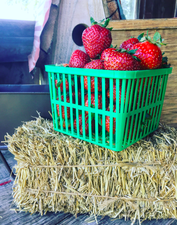 Next Happening: Week 4 of 20, Summer Veggie Share-Cooper’s CSA Farm Happenings