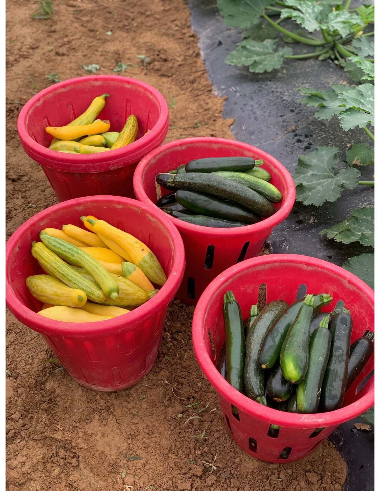 Next Happening: Tuesday CSA: Dickinson College Farm Field Notes for Week of June 24th