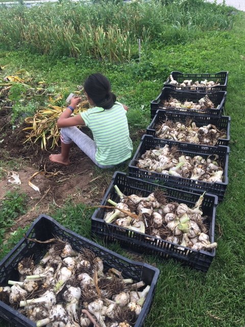 Previous Happening: Garlic is harvested!