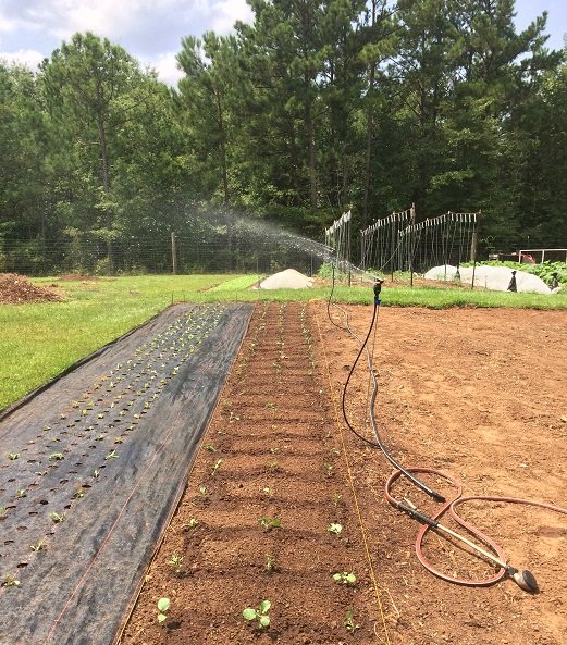 Previous Happening: Thankful for Irrigation!