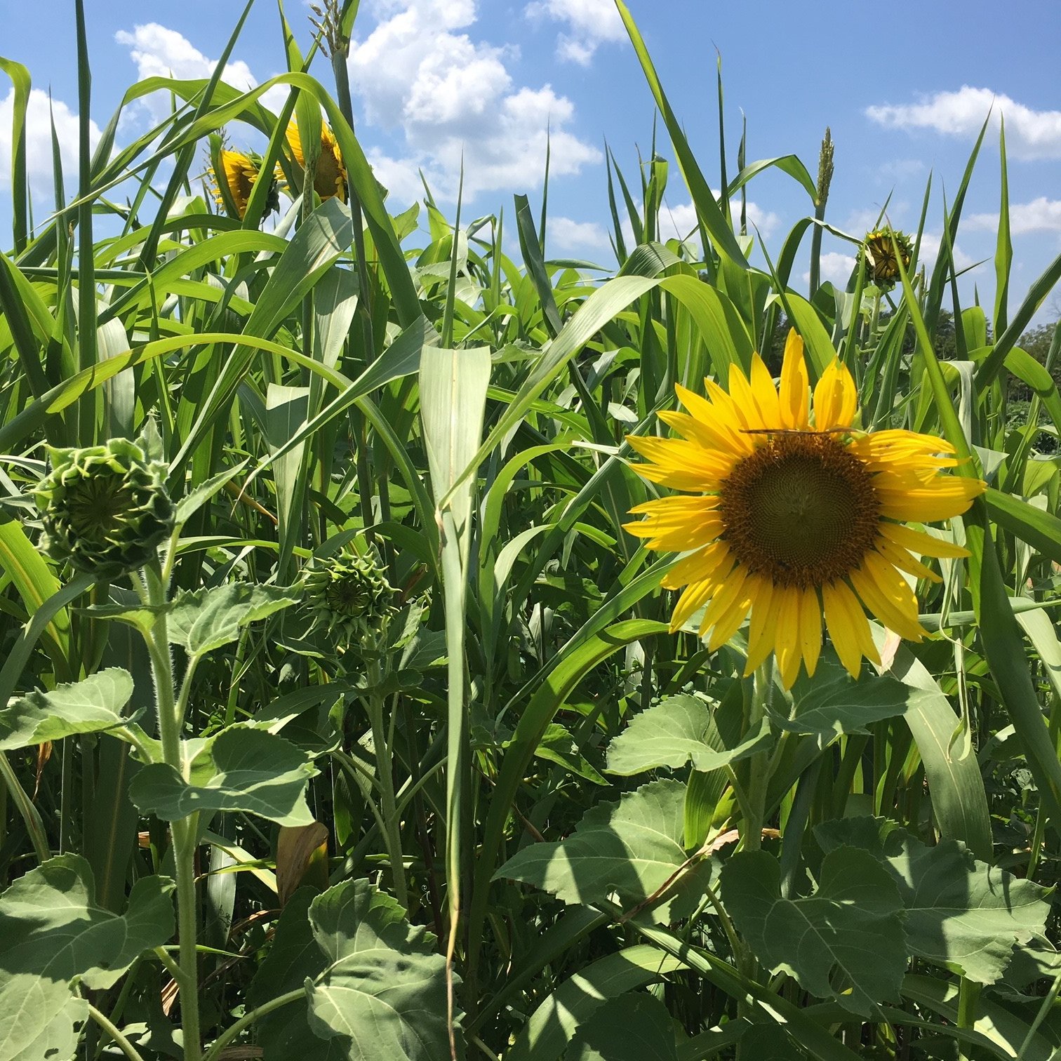 Next Happening: Uncovering Cover Crops