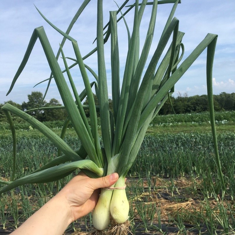 Next Happening: Now that's a green onion!