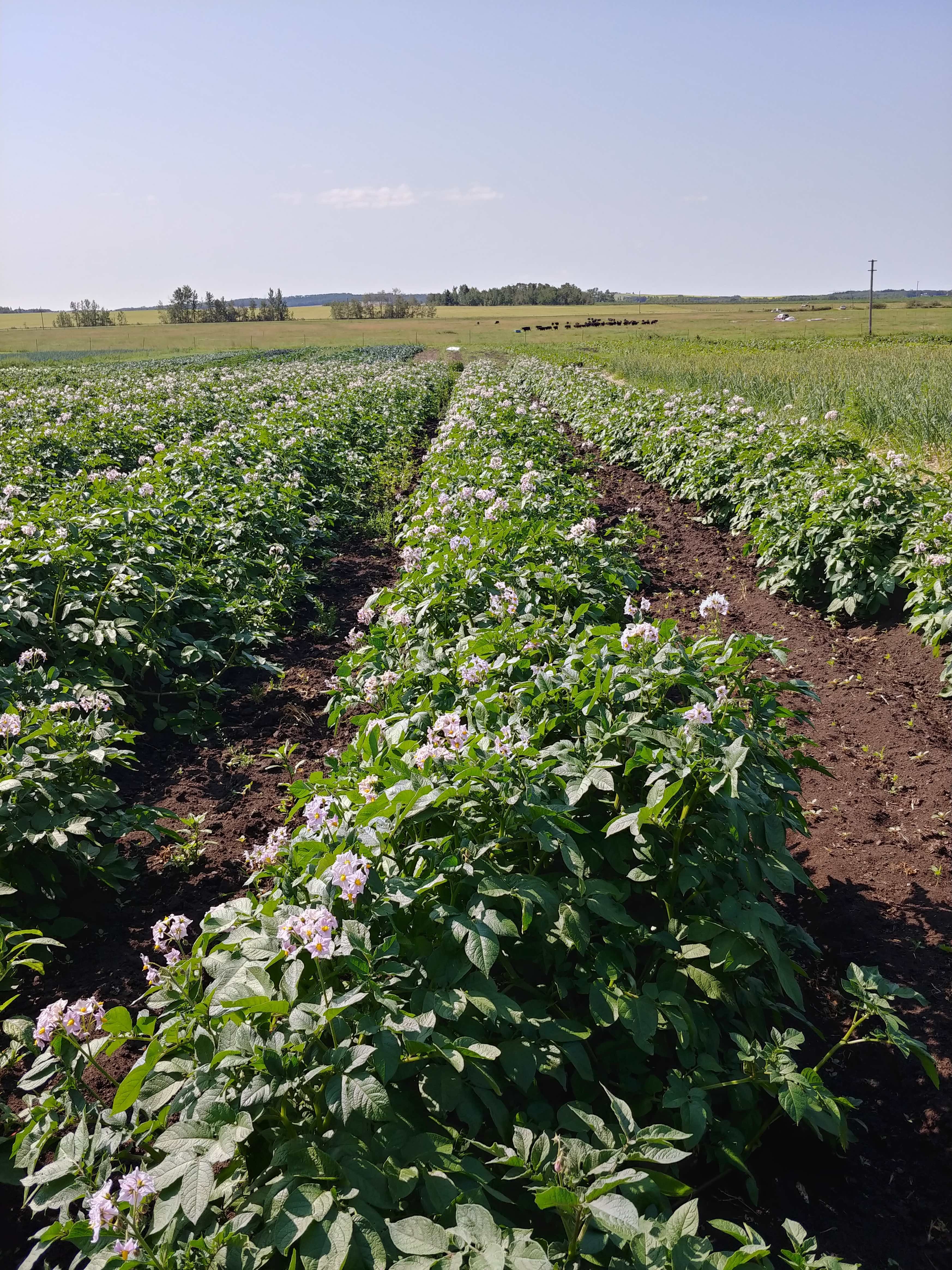 Previous Happening: August 5th - Farm Happenings - Potatoes and Beef