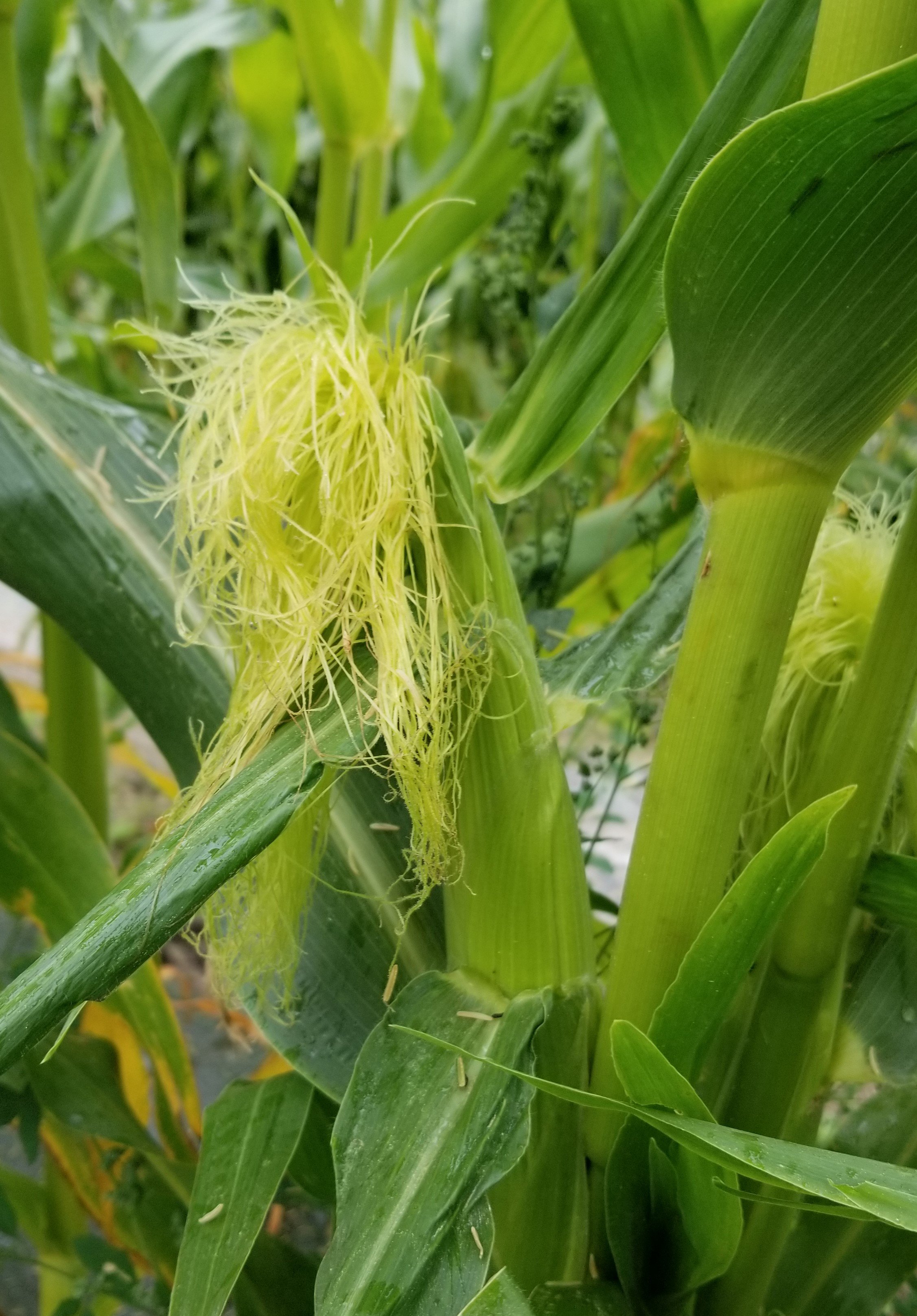Previous Happening: Corn slowly coming