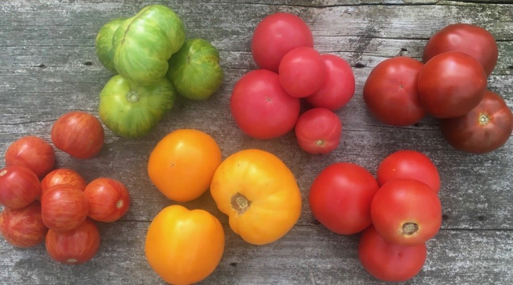 Next Happening: Tomato Season