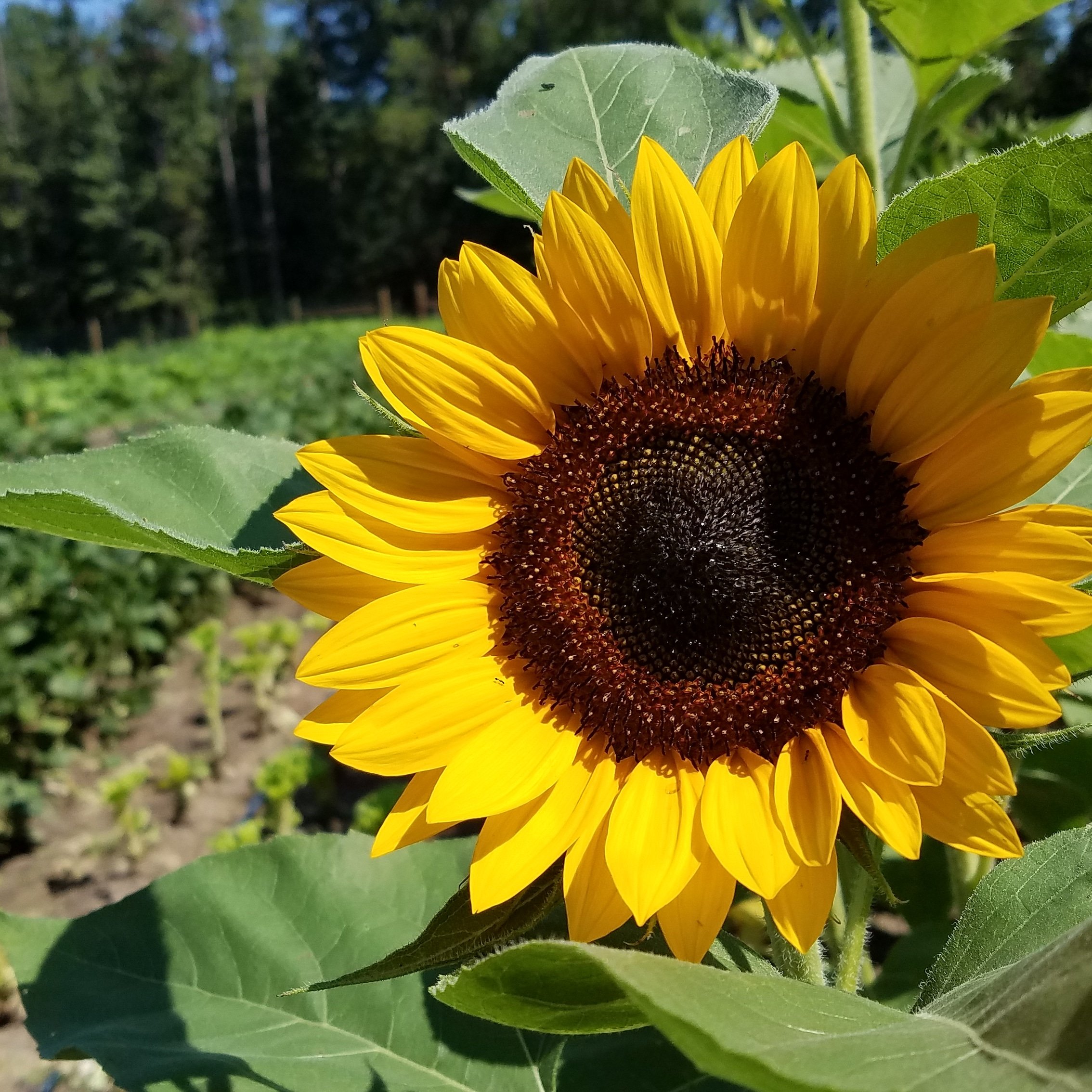 Previous Happening: Farm Happenings for August 21, 2019