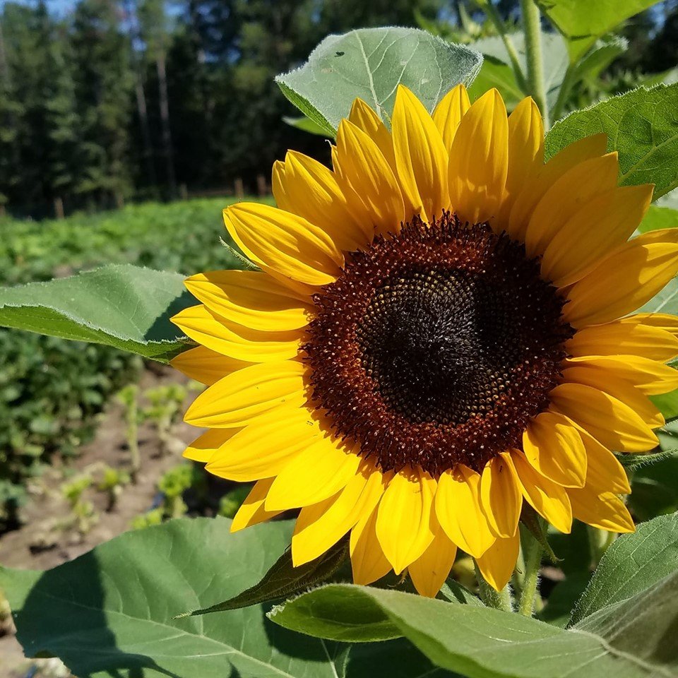 Previous Happening: Farm Happenings for August 24, 2019