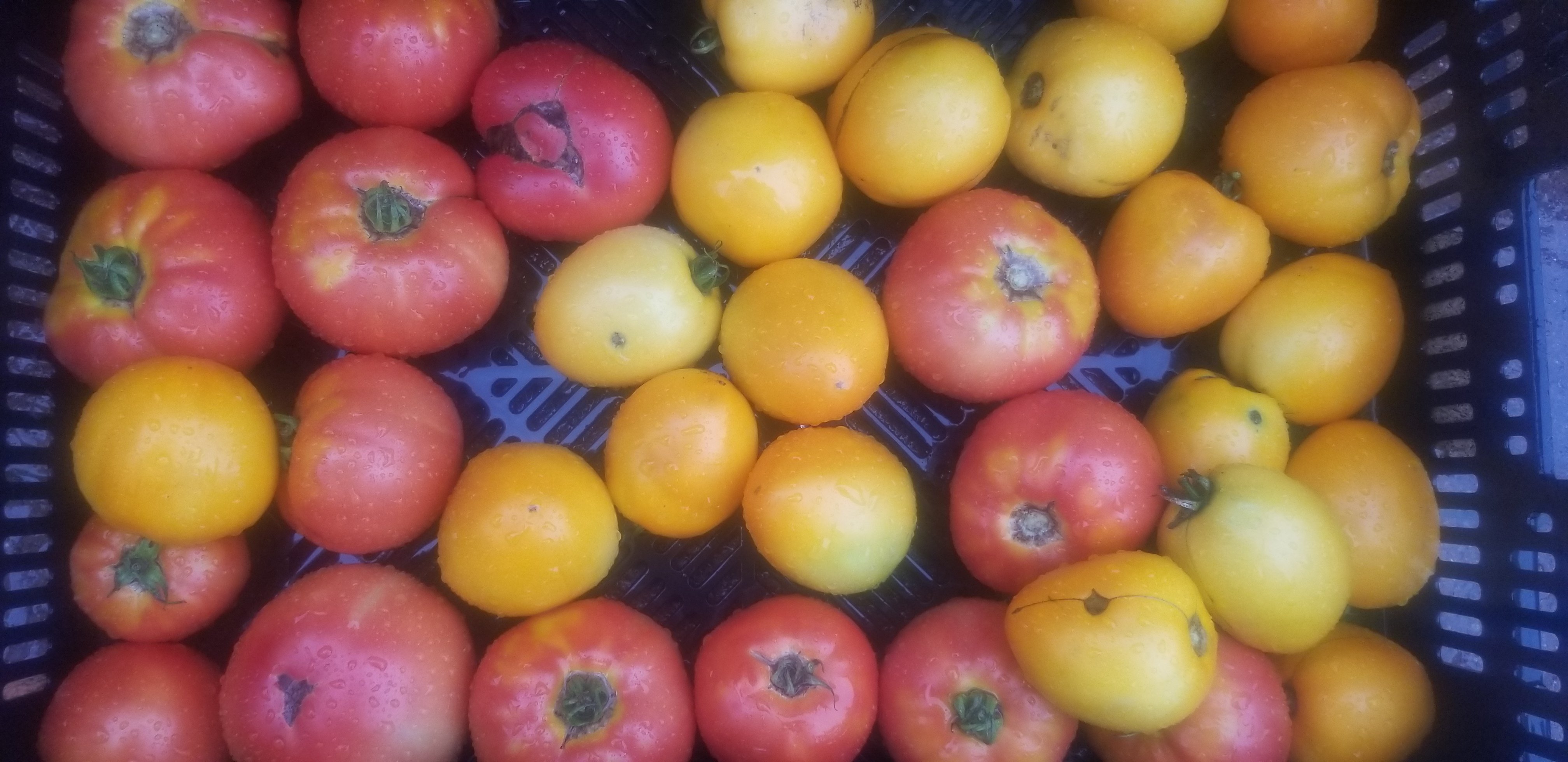 Farm Happenings for the Week of August 27, 2019
