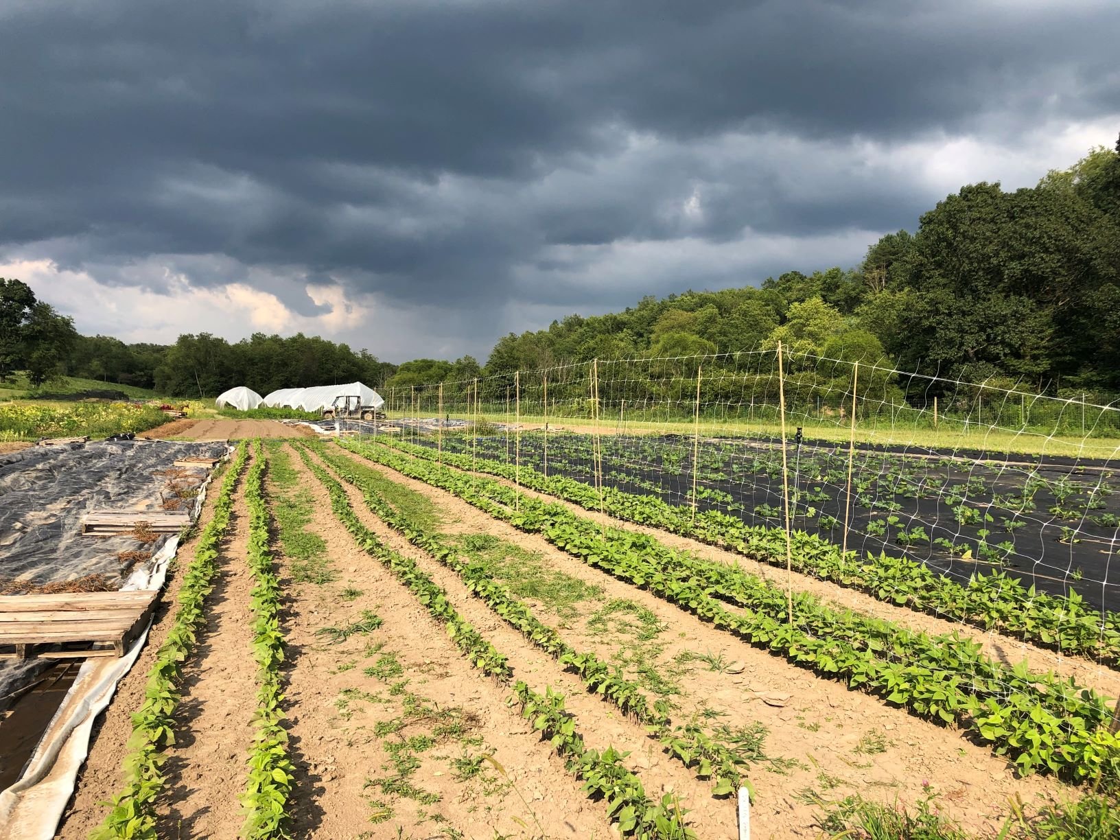 Next Happening: Farm Happenings for August 27, 2019 (week 12)