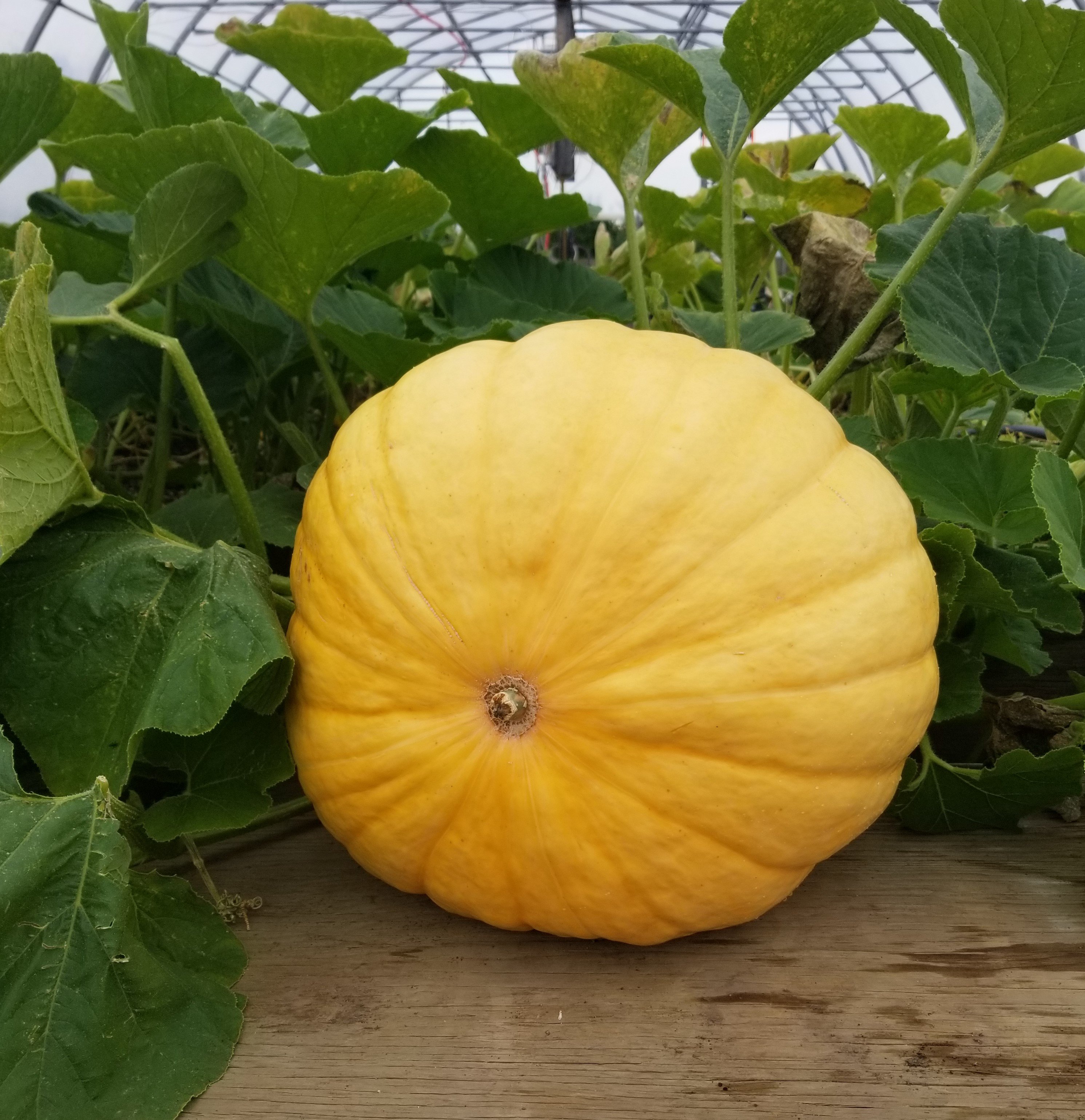 Previous Happening: Large Pumpkin!