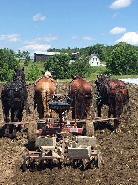 Next Happening: Farm Happenings for August 27, 2019, AUTO RENEW THIS THURSDAY 8/29
