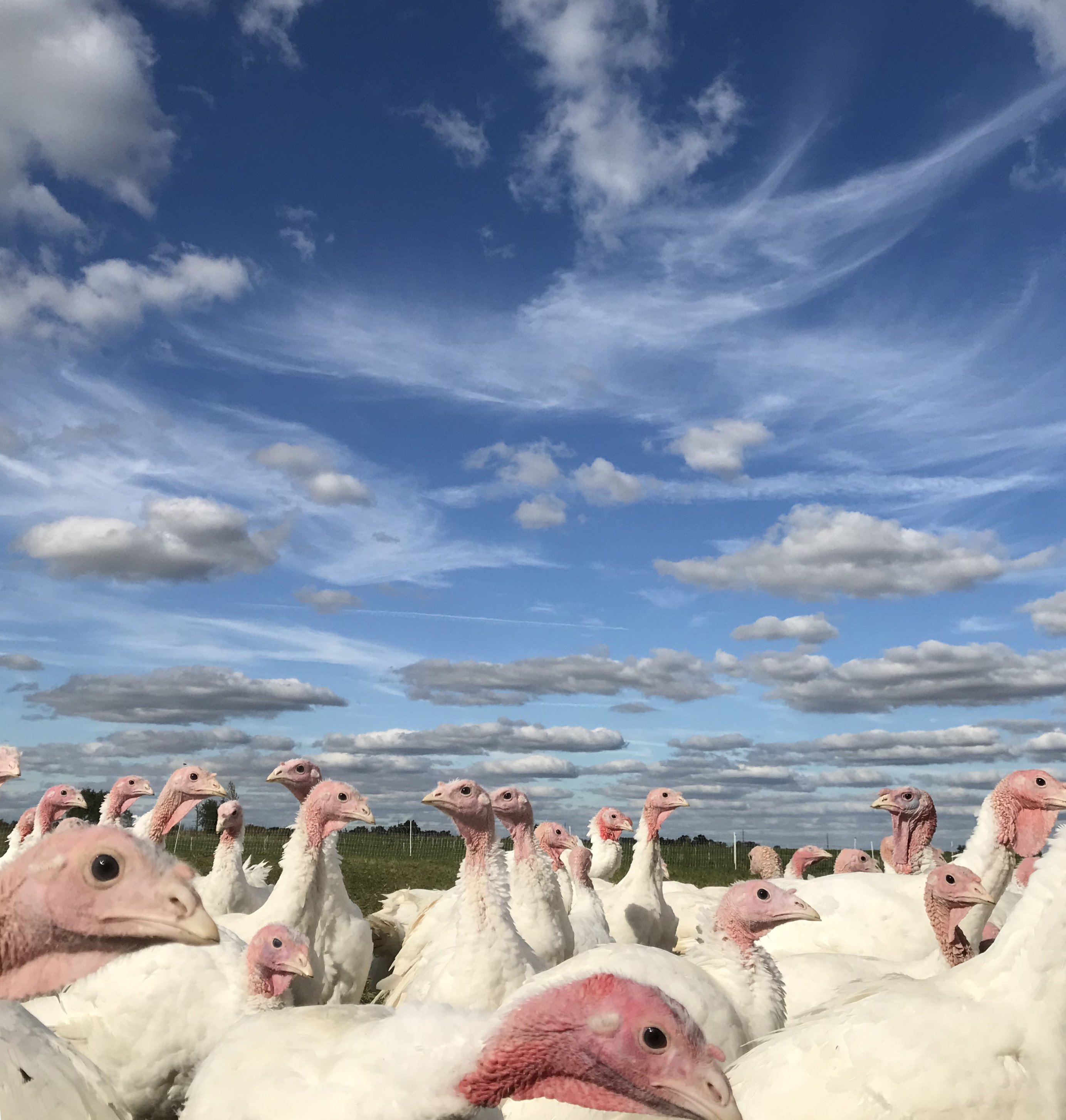 Previous Happening: Farm Photo: Turkeys!