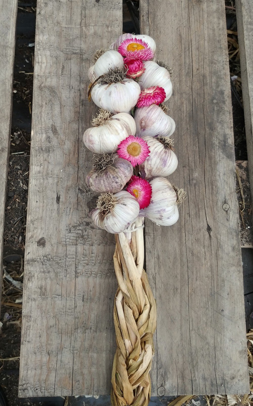 Previous Happening: Farm Happenings October 8 - Winter program, garlic and extras