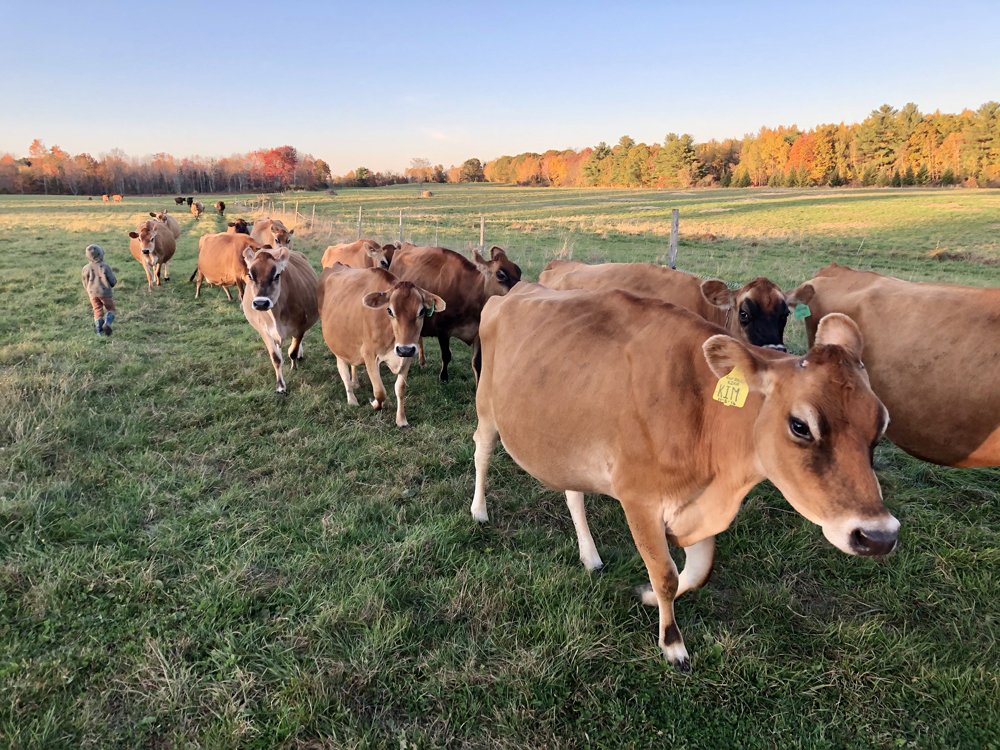 Farm Happenings 10/29/19 News from The Milkhouse & Navigating Your Harvie Account