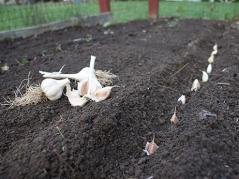 Garlic planting time!!!
