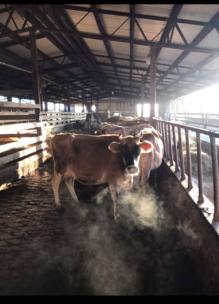 Next Happening: Farm Happenings, Dec. 3, 2019 Updates from Misty Brook Farm