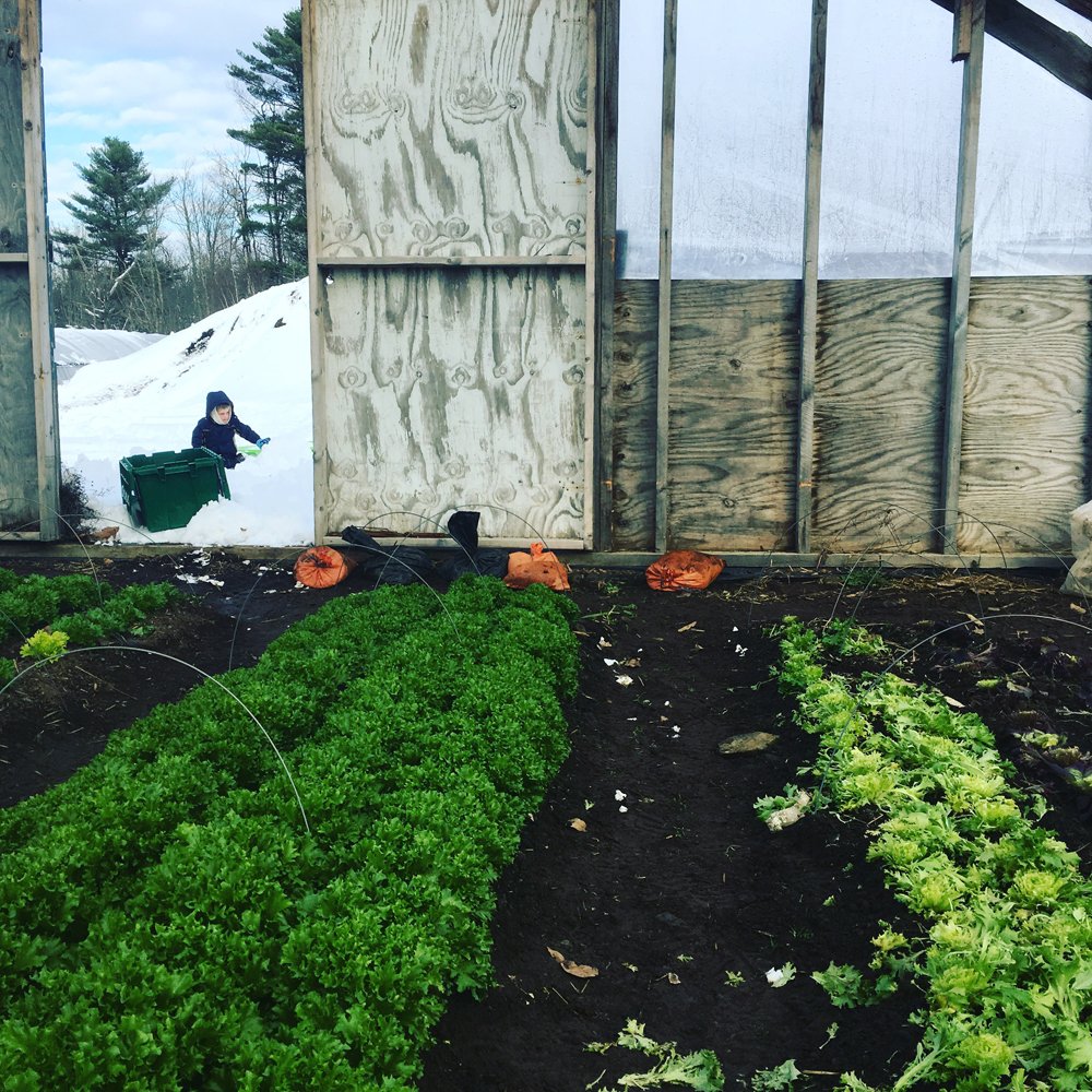 Previous Happening: Farm Happenings 12/23/19: Share Delivery the Monday! Sign up for Winter Bounty & Update from Bahner Farm