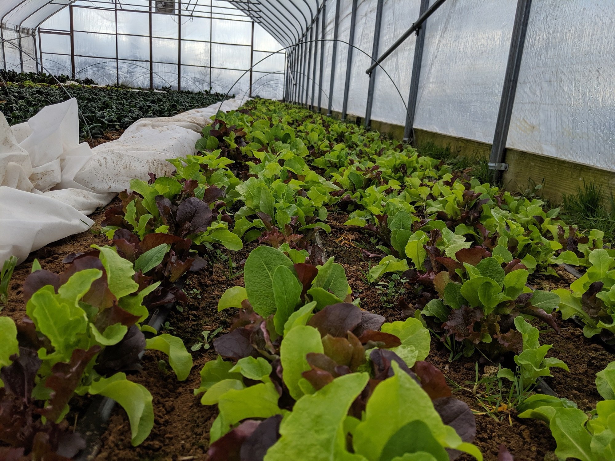 Previous Happening: Farm Happenings for January 18, 2020