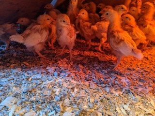 Previous Happening: Spring Chicks!