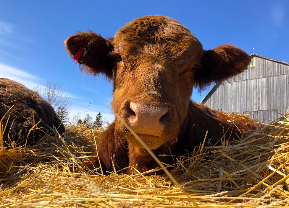 winter/Spring 2020 Week 9 of 14; Meat Share (Beef, Pork, Chicken)- Coopers CSA Farm Happenings
