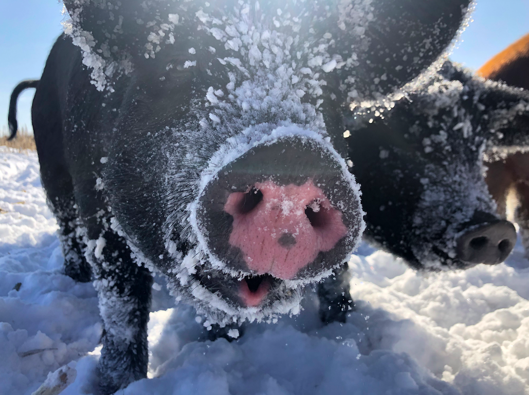 Previous Happening: Week 10 of 14 Winter/Spring 2020 Meat Share (Beef, Pork, Chicken): Cooper's CSA Farm Happenings