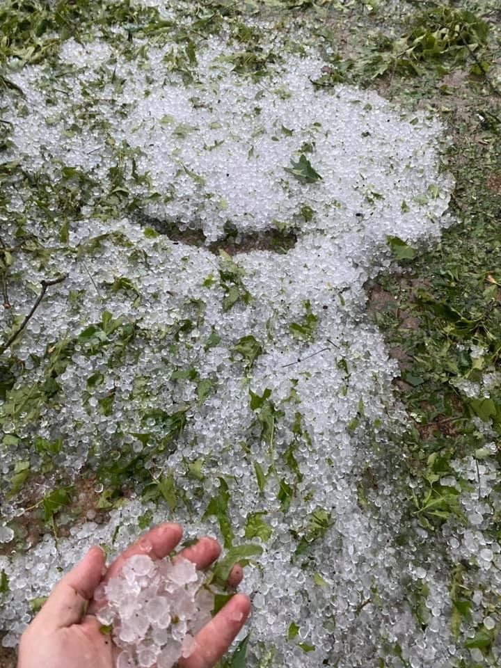 Severe Crop Damages from Large Hail Storm on Sunday