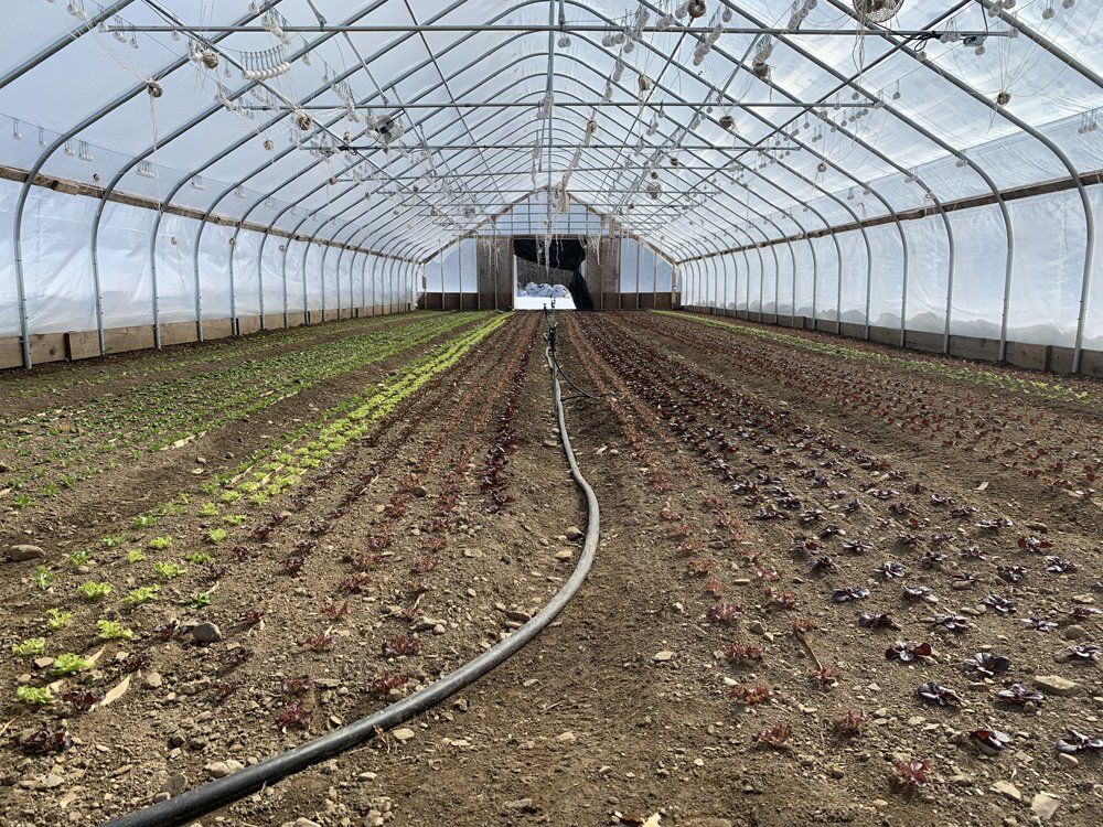 Farm Happenings for 4/27/2020: Summer Shares Auto-Renew and Update from Ironwood Farm