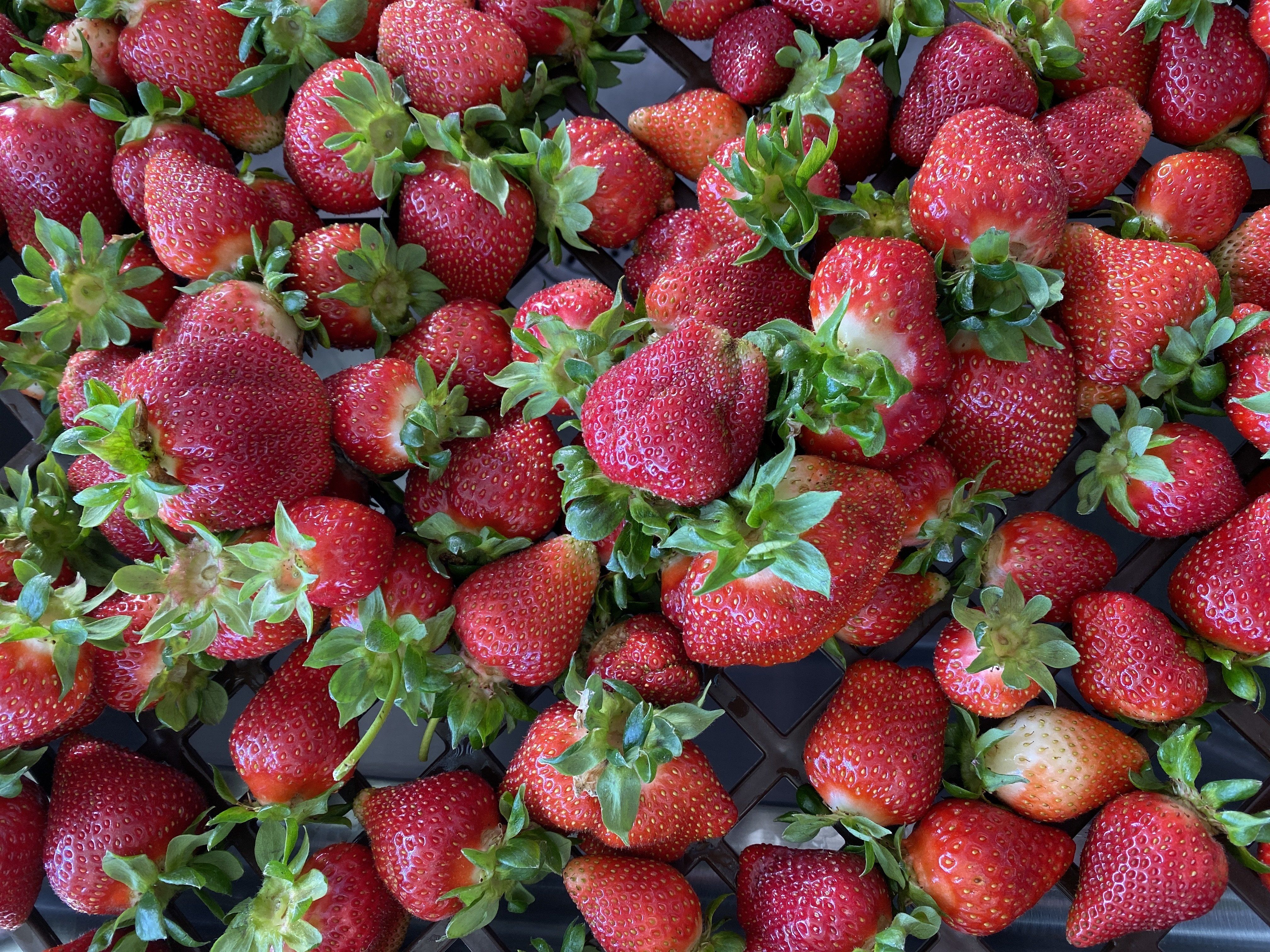 strawberries and starting your own garden!
