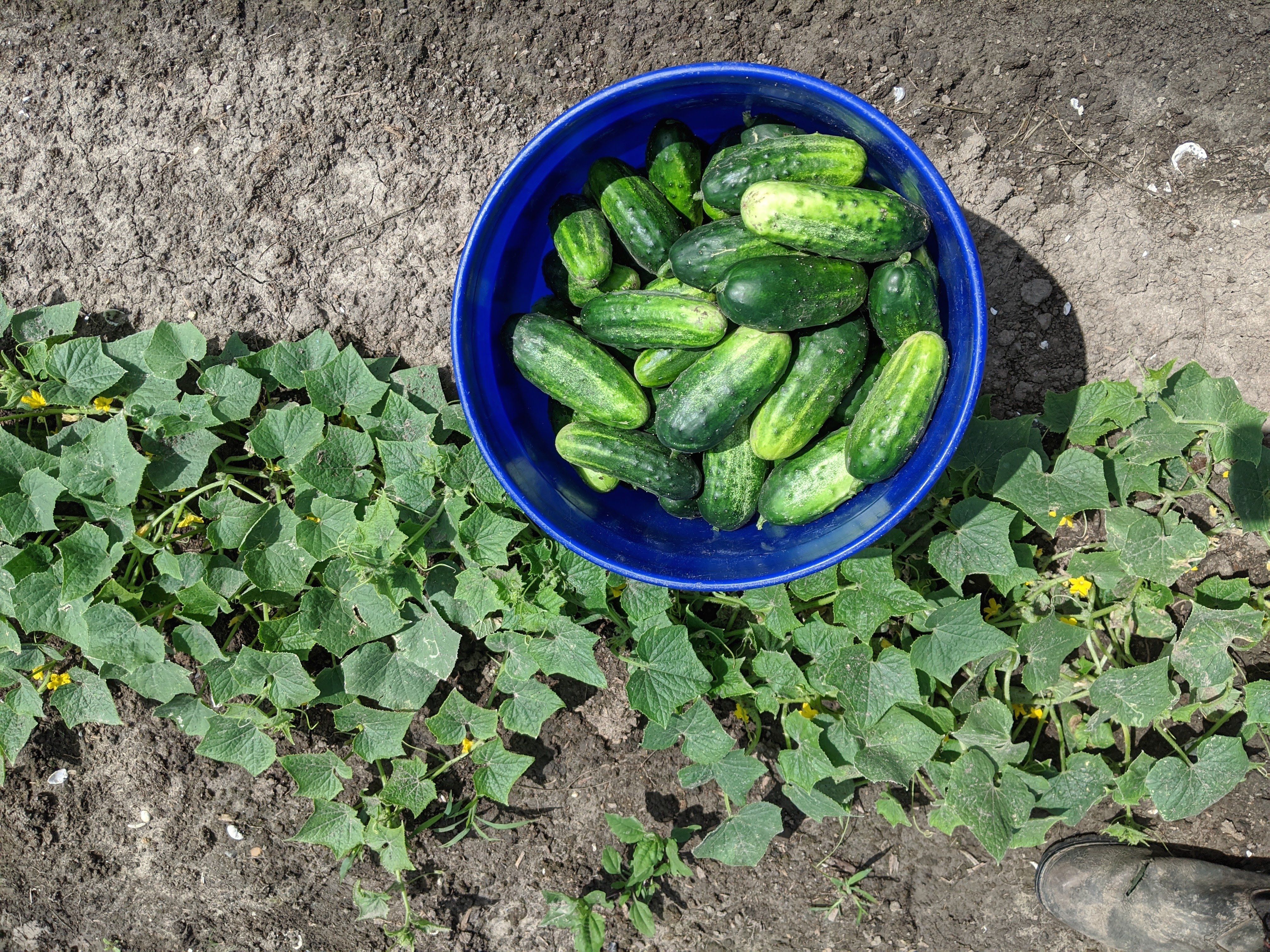 Previous Happening: Pickling Cukes are King