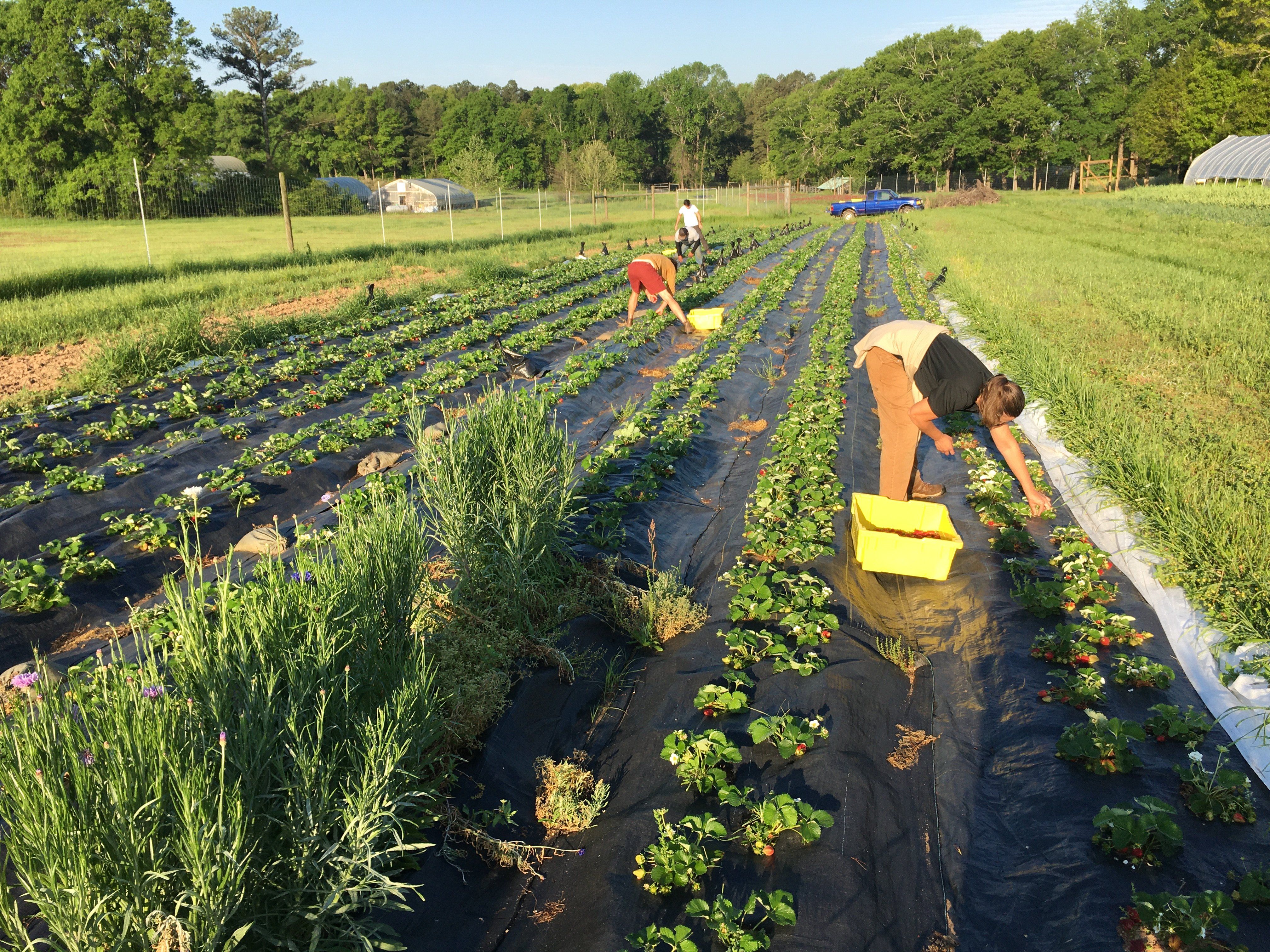 Previous Happening: Farm Happenings for May 8, 2020
